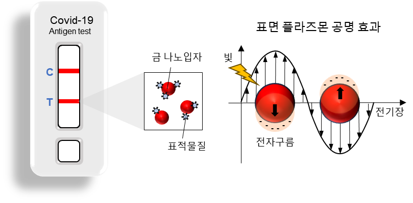 [그림 1] 자가 진단키트에 사용되는 금 나노입자 (왼쪽), 금 나노입자의 표면 플라즈몬 공명 효과 (오른쪽).