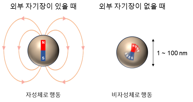 [그림 2] 외부 자기장이 있을 때 자성체로 행동하는 자성 나노입자 (왼쪽), 외부 자기장이 없을 때 자화방향이 빠르게 변화하여 비자성체로 행동하는 자성 나노입자 (오른쪽).