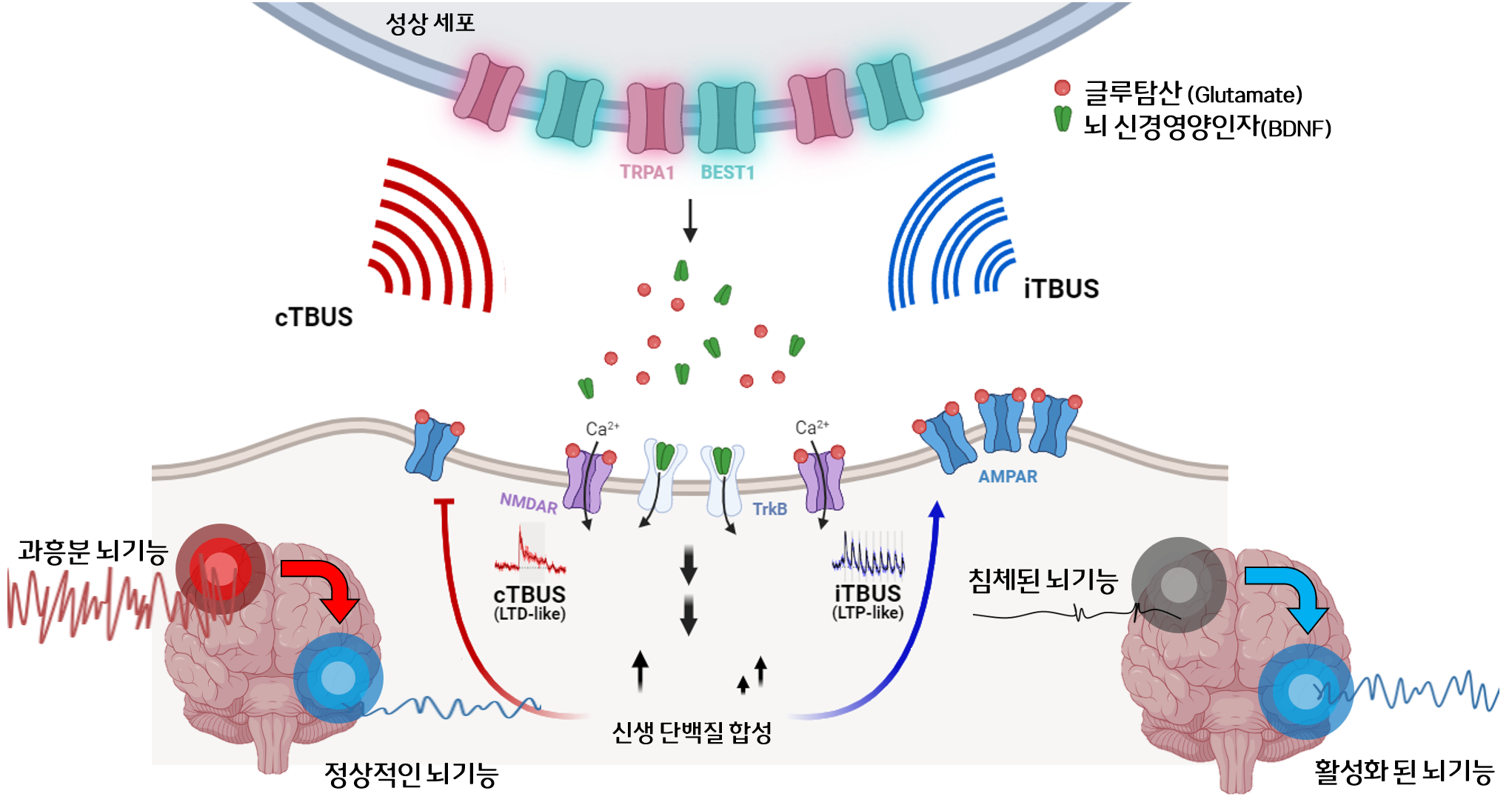 [그림 2] 초음파 자극에 의한 신경조절 기전