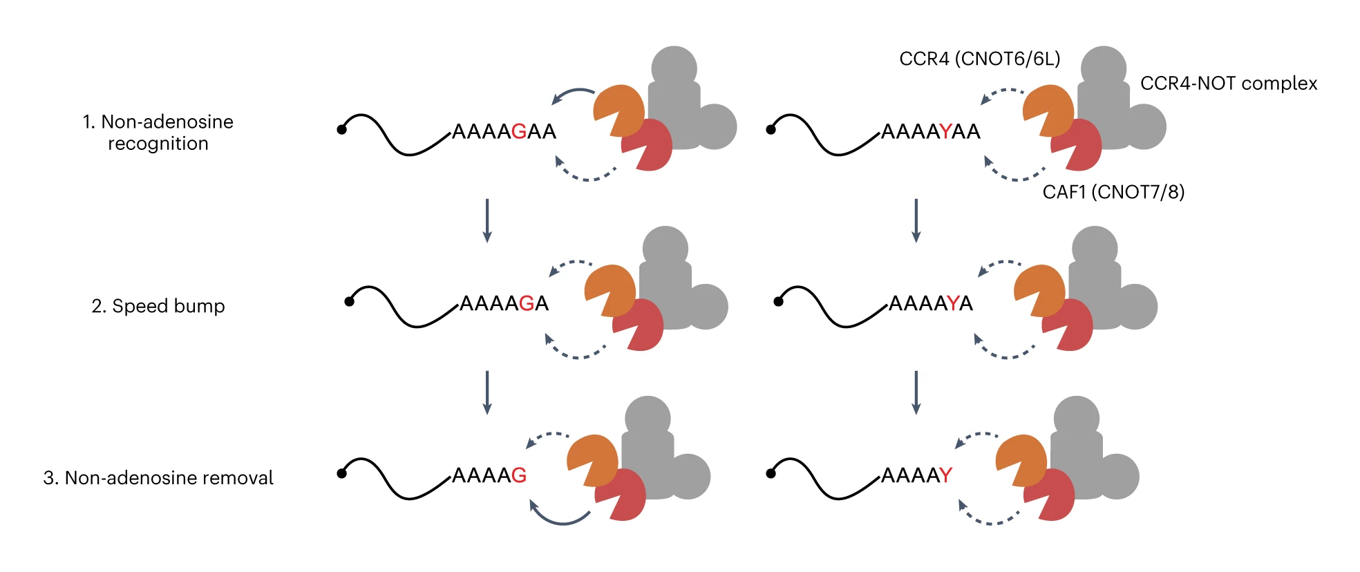 [그림 2] mRNA 혼합 꼬리에 관한 새로운 분해 기전 모식도
                탈아데닐 복합체(CCR4-NOT)의 CCR4 단백질과 CAF1 단백질은 탈아데닐화 효소임. (1) CAF1 단백질이 혼합 꼬리의 ‘과속 방지턱’을 사전 미리 인지하여 탈아데닐화 속도를 줄이고, (2) 단일핵산 탈아데닐 이후 CCR4 단백질도 속도를 줄인다. (3) 최종적으로, CAF1 단백질이 비아데닌 염기를 분해하면서 탈아데닐화를 재개한다. ‘과속 방지턱’ 역할을 하는 비 아데닌 염기로는 구아닌(G)과 유라실/사이토신(Y)이 있음.