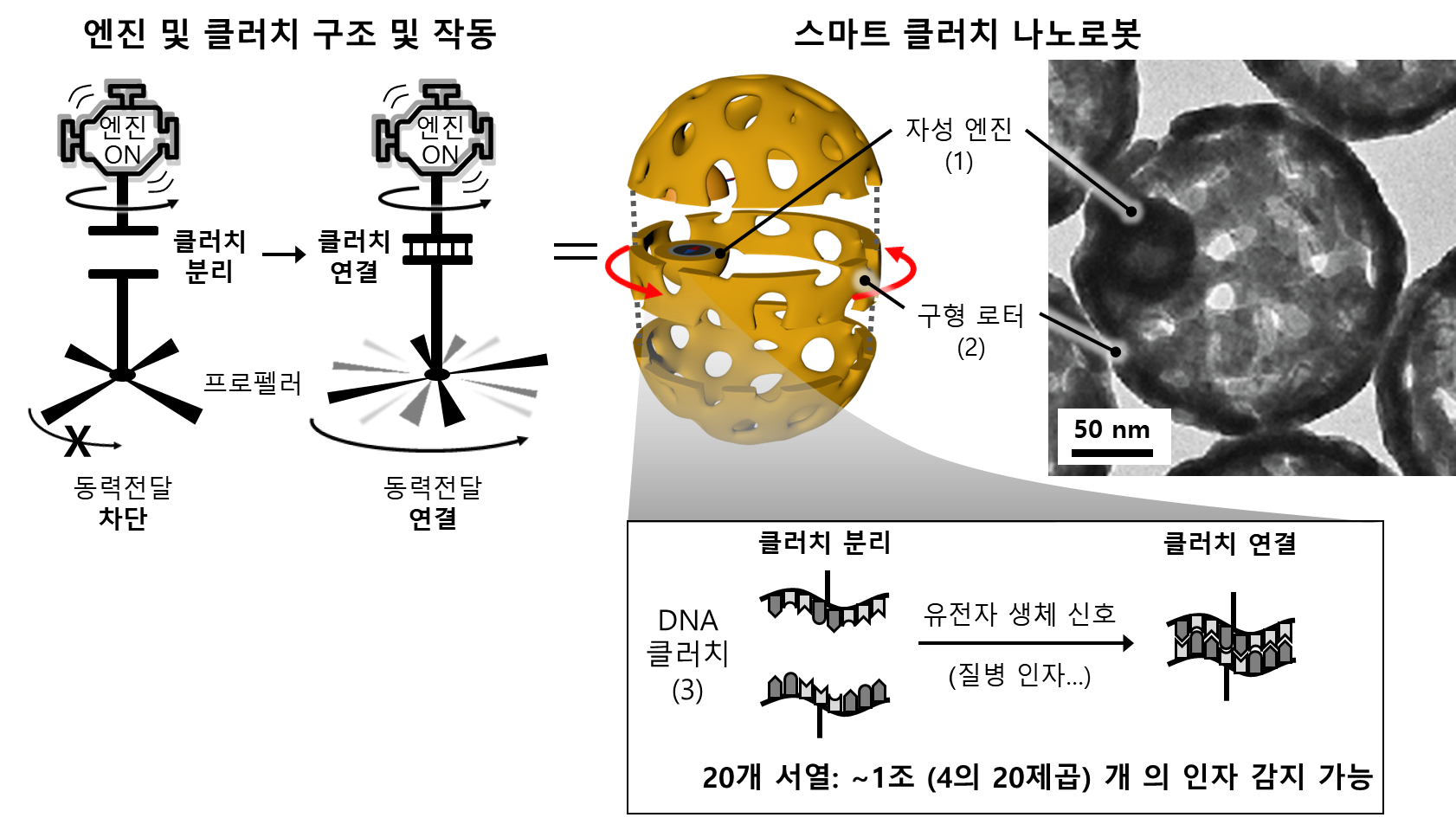 [Figure 3] Structure and operation principle of the smart clutch nanorobot. The clutch nanorobot consists of an engine, rotor, and clutch, with the genetic clutch composed of 20 base sequences capable of encoding nearly infinite (4 to the power of 20) amount of information.