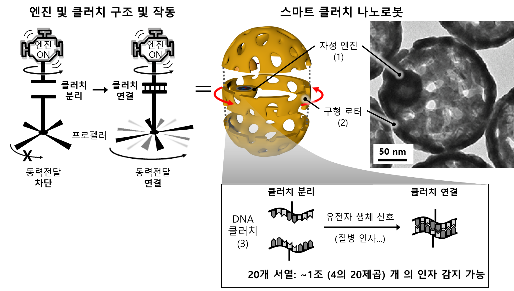 [그림 3] 스마트 클러치 나노로봇의 구조와 작동원리. 클러치 나노로봇은 엔진, 로터, 클러치로 이루어져 있으며, 20개의 염기서열로 이루어진 유전자 클러치는 무한대에 가까운 (4의 20제곱) 정보를 코딩할 수 있음.