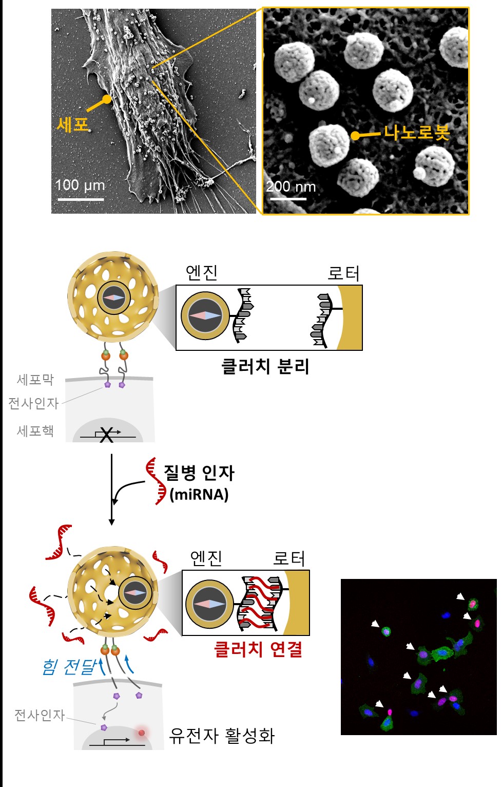 [그림 4] 세포와 결합된 클러치 나노로봇의 전자현미경 사진. (하단) 질병 인자가 존재하는 경우 클러치 나노로봇이 힘을 발생하여, 세포의 유전자 활성을 유도한다 (활성화된 세포는 빨간색 형광).