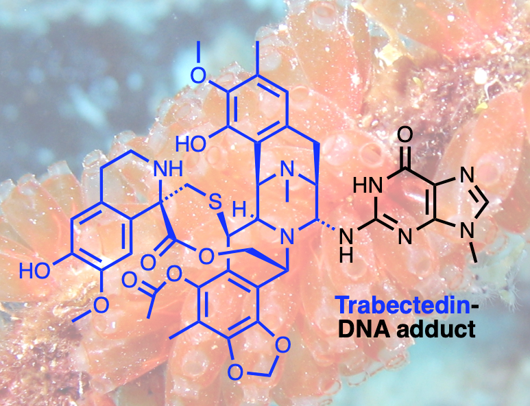 Figure 1. Trabectedin, an anti-cancer drug originally isolated from the sea squirt Ecteinascidia turbitana, is known to form cytotoxic DNA adducts. It is used to treat sarcomas and ovarian cancers and, in contrast to most antitumor agents, exerts its full activity in cells with active DNA repair.