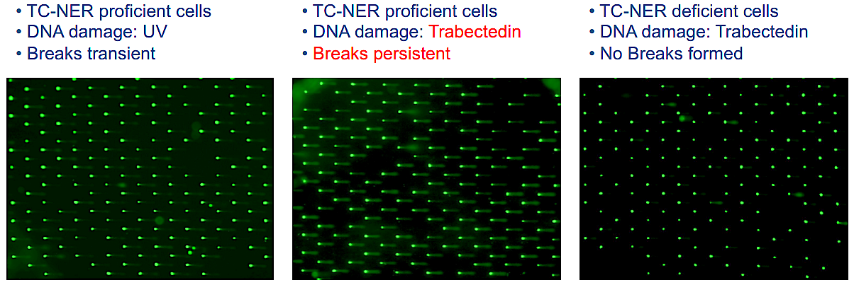Figure 2. COMET Chip assays were used to measure Trabectedin-induced breaks in cells. Each green dot is a single nucleus of a cell and the tail length and the fraction of total DNA in the tail (comet) emerging from each nucleus is proportional to the number of breaks formed. Following UV treatment (left), few breaks are visible as UV lesions are excised from DNA by nucleotide excision repair (NER). Following treatment with trabectedin (center), DNA breaks persist due to an abortive NER reaction. The breaks are dependent on NER as they do not occur in TC-NER deficient cells (right) with inactivated XPF gene.