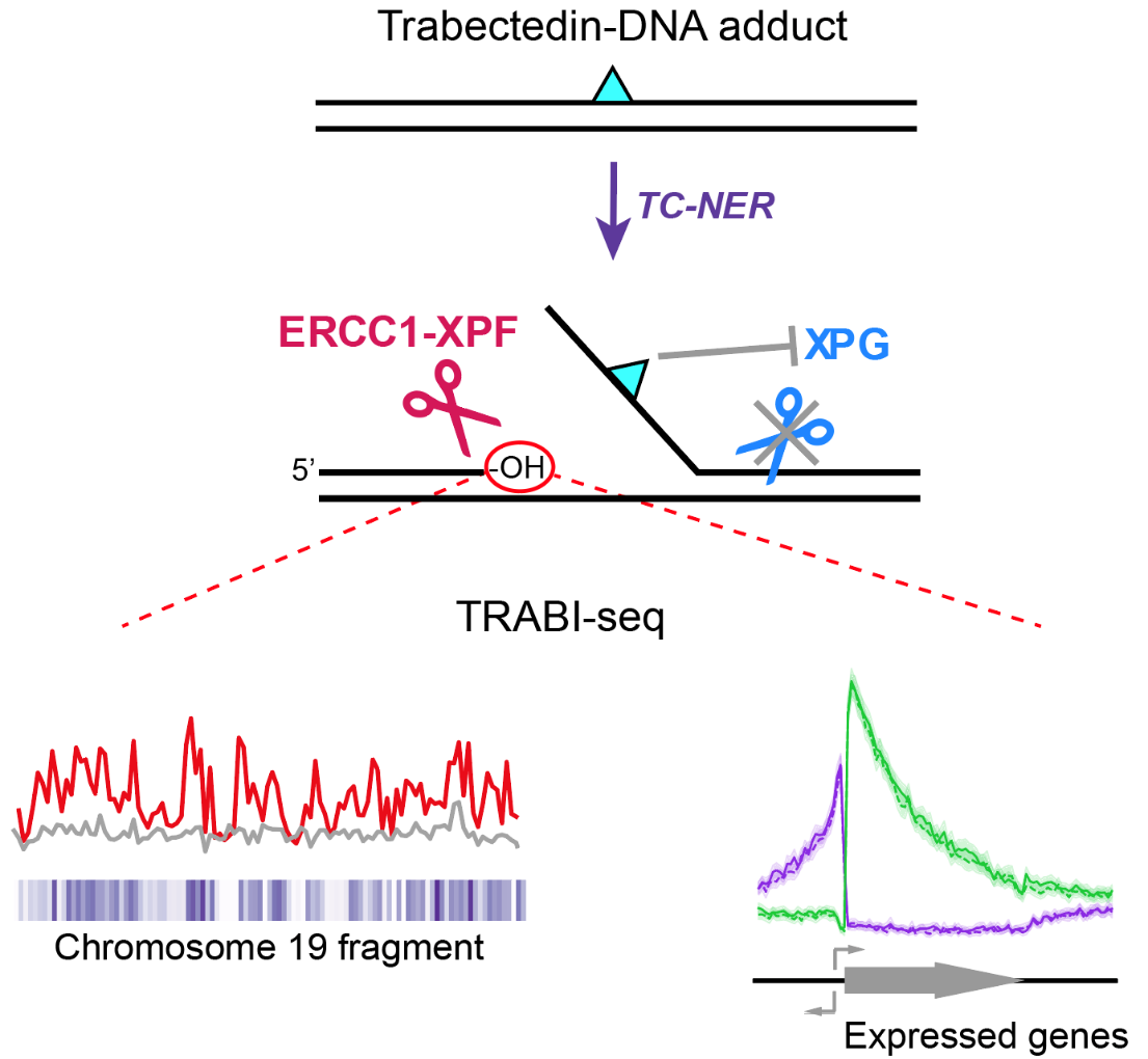 Figure 3. Summary of the mechanism of trabectedin-induced TC-NER-mediated break formation and break mapping by TRABI-Seq. Trabectedin-DNA adducts are recognized by TC-NER and lead to an abortive reaction as these adducts block the incision of the XPG endonuclease, causing persistent XPF-mediated breaks. TRABI-Seq (TRABectidin-Induced break sequencing) was used to map those breaks in a genome-wide fashion. The distribution of these persistent breaks was mostly ascribed to highly transcribed regions of the genome. This approach will now be used to determine how trabectedin induces DNA breaks in genomes of various cancer cell lines to develop TRABI-Seq as a diagnostic tool for cancer therapy.