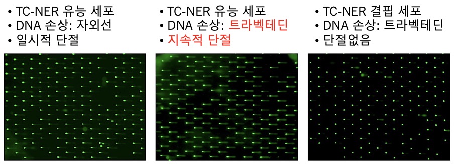 [그림 2] 코멧(COMET) 칩 시험을 통한 DNA 단절 측정.