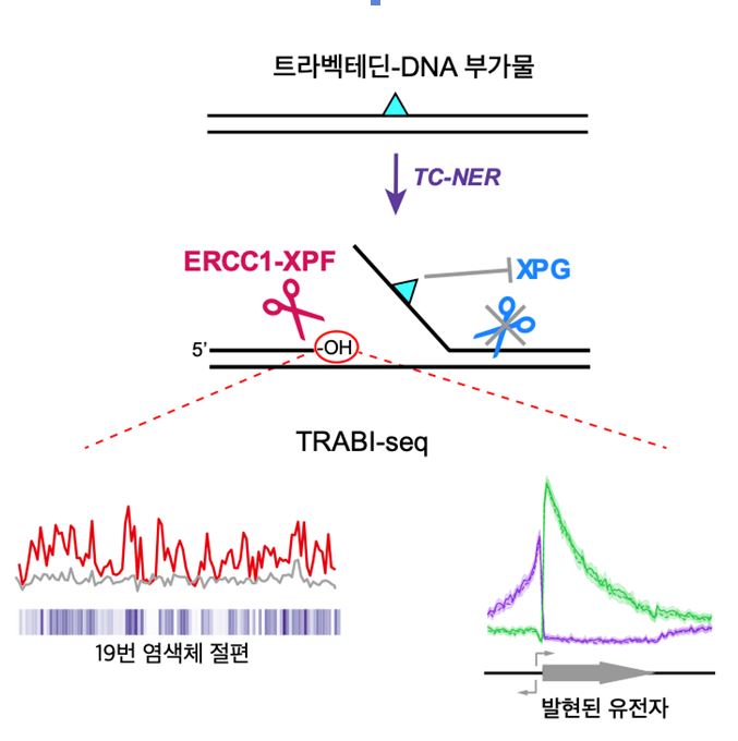 [그림 3] 트라벡테딘 유도 TC-NER에 의한 단절 형성 및 TRABI-Seq에 의한 단절 위치 확인 메커니즘 요약. 