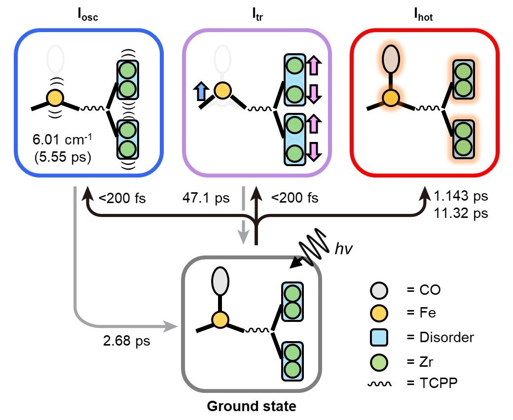 Figure 3. Photoinduced trifurcating structural changes of PCN–224(Fe) observed by means of TR-SFX. Upon irradiation, one CO molecule dissociates from iron porphyrin and organized motions occur within 200 fs. The organized motions include the oscillatory motion (Iosc) and the formation of the transient structure (Itr). Furthermore, alongside the organized motions, the thermally hot structure (Ihot) emerges through random atomic movements.