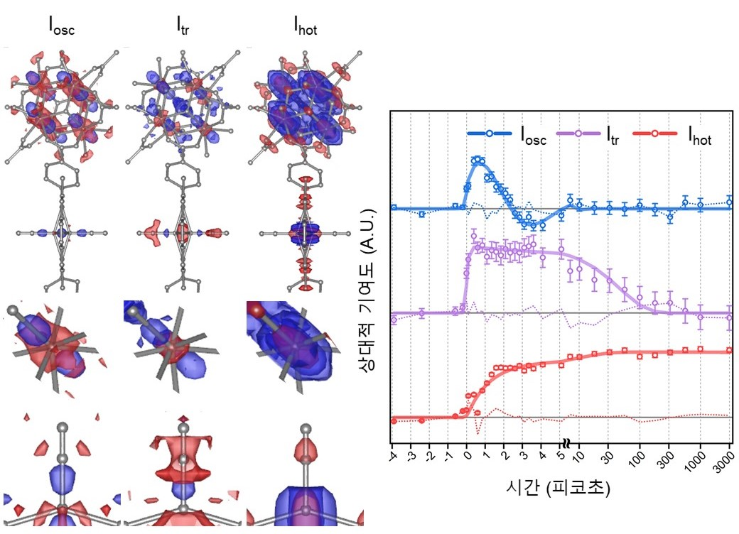 [그림 2] 중간체의 차이 전자 밀도 지도 및 세 구조중간체의 동역학
            Iosc은 진동하는 구조에 대한 구조 중간체, Itr은 순간적으로 생성되는 구조 중간체이고 Ihot은 진동적으로 뜨거운 구조 중간체에 대한 SADED maps과 세 구조 중간체의 동역학을 의미한다. SADED maps의 맨 위 패널은 철 포르피린과 지르코늄 클러스터를 보여주며, 중간 패널은 지르코늄 클러스터의 지르코늄 원자를 확대해서 보여준다. 맨 아래 패널은 철 포르피린의 철 원자를 확대해서 보여주고 있다. 빨간색 차이 전자 밀도는 전자 밀도가 사라지는 것을 의미하며, 원자가 기존 위치에서 움직일 때 나타난다. 반대로, 파란색 차이 전자 밀도는 전자 밀도가 생성되는 것을 의미하며, 원자가 해당 위치로 움직일 때 나타난다.
            Iosc은 5.55 피코초 주기로 진동하며, 2.68 피코초로 제동되며, Itr은 200 펨토초인 IRF 내에 순간적으로 생성되고 47.1 피코초의 시간상수를 가지면서 사라진다. Ihot은 1.1 피코초와 11.32 피코초의 시간 상수를 가지면서 생성되며 3 나노초까지 유지되는 것을 관측했다.