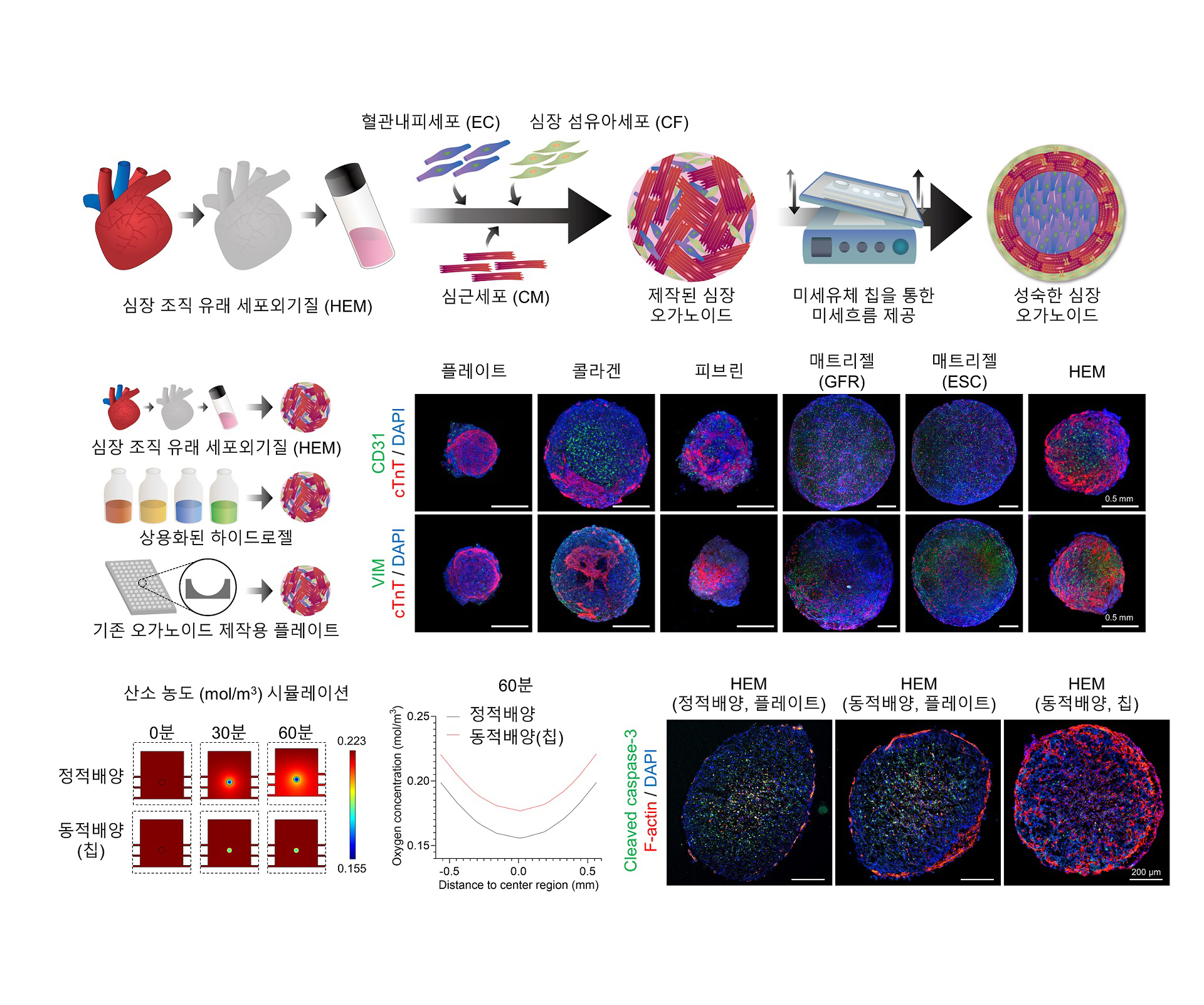 [그림1] 심장 미세환경 구현한 심장 오가노이드 제작 과정 및 우수성
                이번 연구의 심장 오가노이드는 심근세포, 혈관내피세포, 심장 섬유아세포 총 3종의 세포를 심장 조직 유래 세포외기질(HEM)에 캡슐화해 제작됐다. 이후 미세유체 칩과 교반기를 이용한 방법으로 동적 흐름을 끊임없이 제공해 성숙한 심장 오가노이드를 제작했다. 나아가 상용화된 하이드로젤 4종과 기존 플레이트를 활용해 심장 오가노이드와의 심근 분화도를 비교해 HEM의 우수성을 확인하고자 했다. 결과적으로 HEM을 이용한 심장 오가노이드에서 3종 세포를 표지하는 단백질 발현도가 종합적으로 월등했다. 또한, 미세유체 칩을 활용한 동적 배양은 정적 배양보다 오가노이드 내부까지 산소 공급이 가능했고, 이는 오가노이드의 생존율을 높여주고 장기배양을 가능하게 했다.