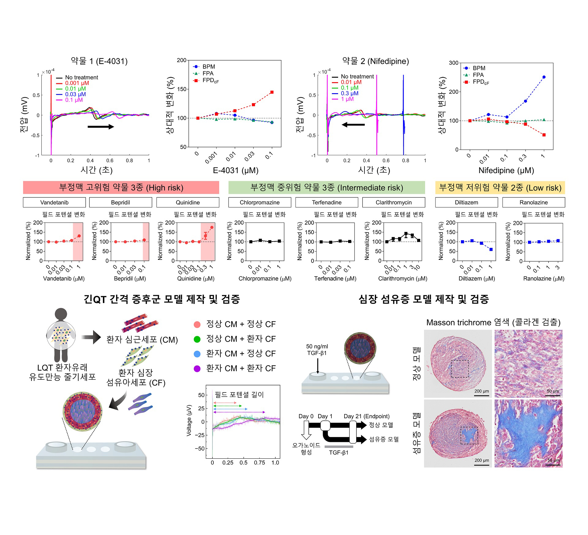 [그림2] 새로운 심장 오가노이드를 활용한 약물 평가 및 심질환 모델 제작
                심장 오가노이드에 전기생리학적 분석 시스템을 접목해 약물의 유효성 및 심독성을 예측했다. 심장에 미치는 영향이 잘 알려진 약물 2종을 처리하면, 약물 1(E-4031)과 약물 2(Nifedipine)에 의해 필드 포텐셜 길이(Field potential duration)가 기존에 알려진 바와 같이 농도 의존적으로 각각 연장되거나 단축되는 것을 확인했다. 또한, 부정맥 유발 위험도가 임상적으로 알려진 8종의 약물을 평가했을 때 약물 반응이 기존 임상 데이터와 유사한 양상을 보였다. 나아가 환자 유래 유도만능줄기세포를 활용해 긴 QT 간격 증후군(Long QT Syndrome) 모델을 제작해 전기생리학 분석으로 검증했으며, 외부 인자(TGF-β1) 처리를 통해 심장 섬유증 모델을 제작해 조직학 분석으로 검증했다.