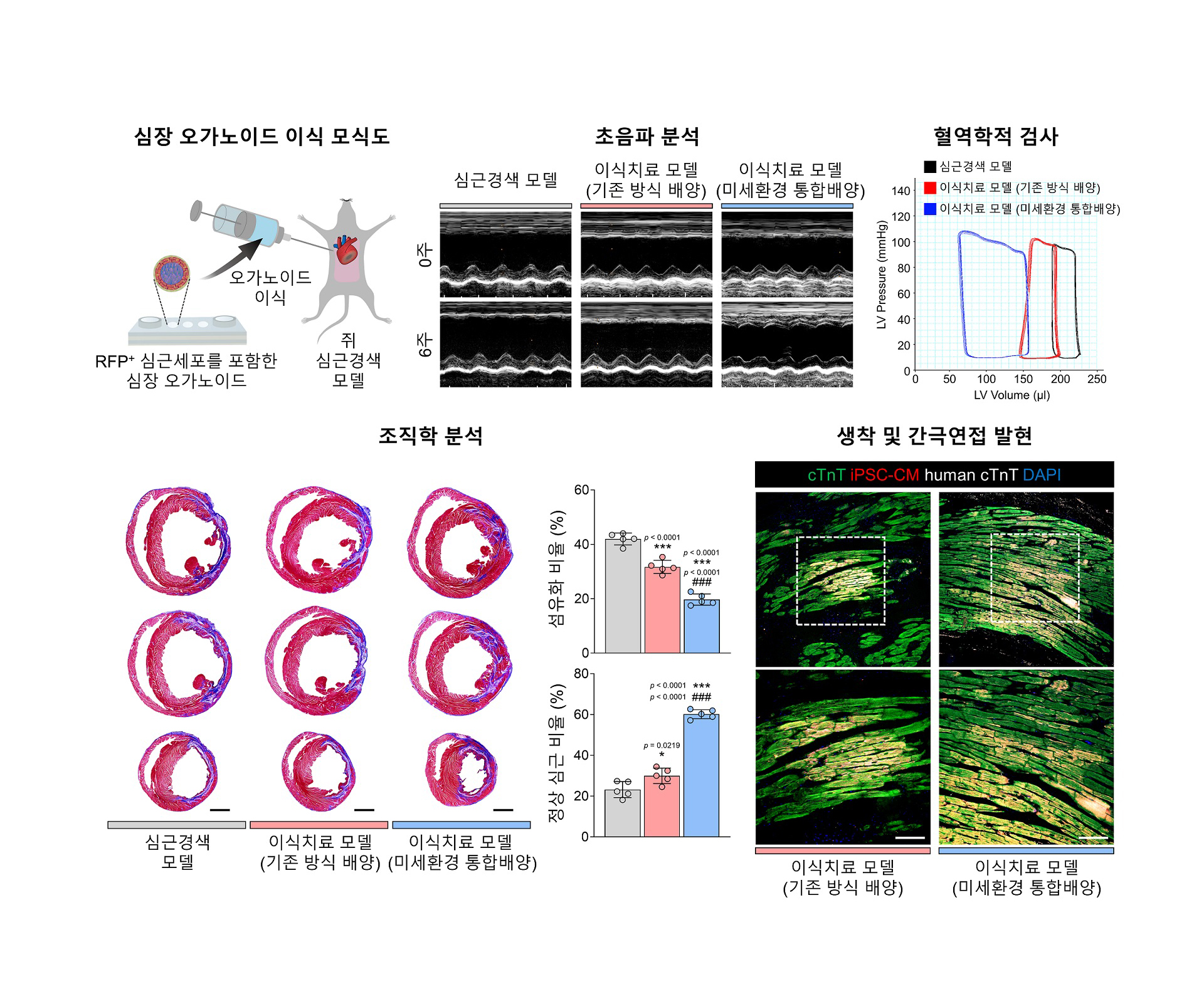 [그림3] 기능적인 심장 재생 치료제로서의 가능성 확인
                        배양된 심장 오가노이드를 모식도와 같이 심근경색 쥐 모델에 이식해 심장 재생치료 가능성을 확인했다. 초음파 분석과 혈역학적 검사로 이식된 심장 오가노이드의 수축 기능이 크게 향상됨을 확인했고, 조직학 분석으로 섬유화 감소, 혈관화 증진 등의 효과를 관찰했다. 또한, 세포를 생체 내에서 추적하기 위해 붉은 형광 단백질(RFP)을 발현하는 심근세포로 구성된 오가노이드를 이식했다. 이식된 심근세포가 숙주 조직 내 안정적으로 생착해 성숙된 간극 연접을 발현하는 것을 조직학 분석으로 확인했다. 결과적으로 기존 방식으로 배양한 심장 오가노이드보다 심장 미세환경이 통합된 심장 오가노이드에서 재생 효과가 우수했다.