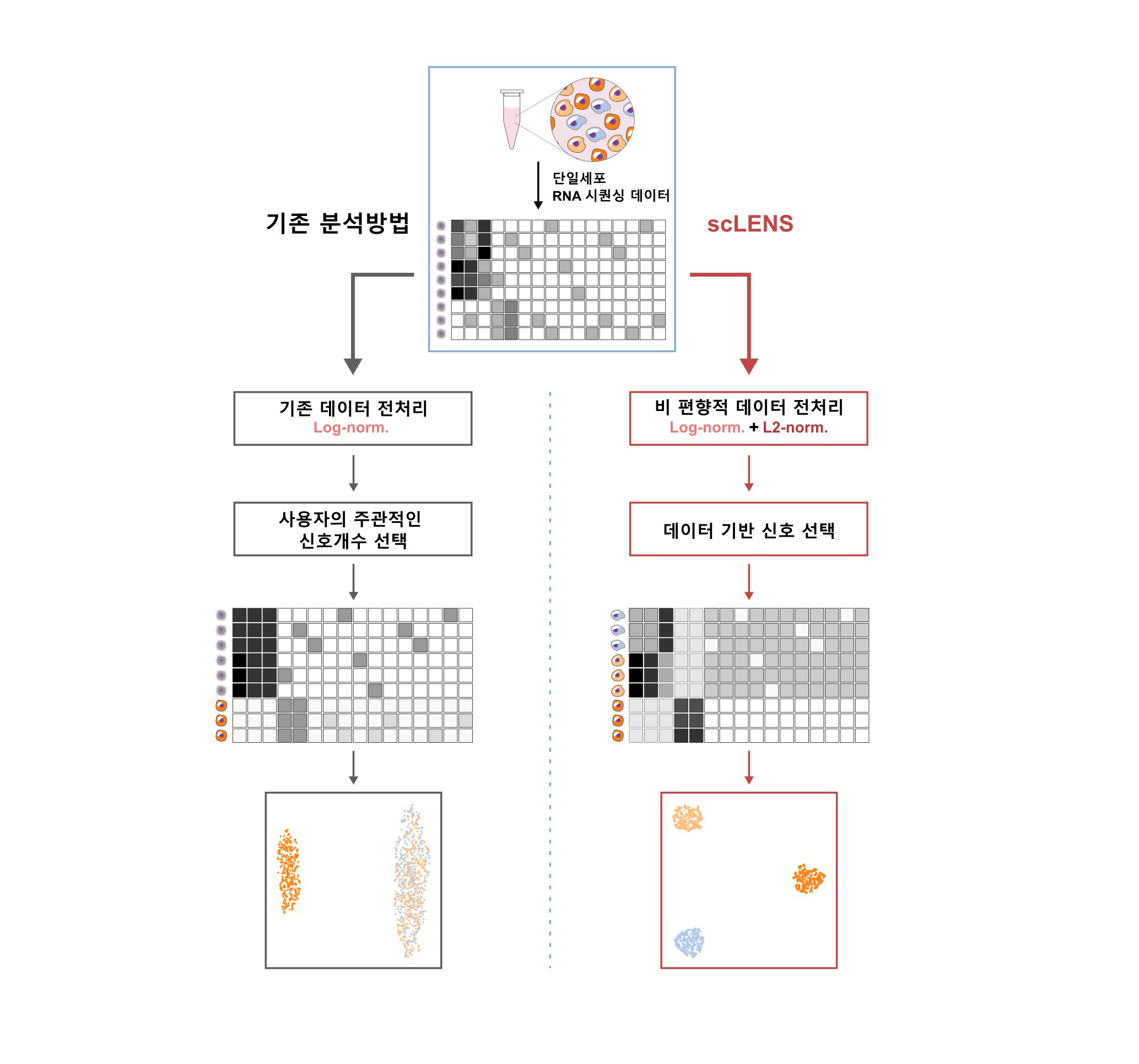 [그림 1] scLENS 개요. 
            (왼쪽) 기존의 단일세포 전사체 분석 방법은 로그 정규화를 이용해 데이터 전처리를 하고 전처리된 데이터로 부터 사용자가 직접 임계값을 설정하여 신호와 노이즈를 구별해야한다. 이 과정에서 신호 왜곡이 발생하여 분석결과가 부정확해짐을 이번 연구에서 밝혀내었다. 
            (오른쪽) 연구진은 기존 로그 정규화에 L2 정규화를 통합하면 전처리 과정에서 신호 왜곡을 방지할 수 있음을 밝혔다. 나아가 랜덤 행렬 이론을 이용하여 사용자의 선택 없이 데이터에만 기반하여 신호와 노이즈를 구별하는 임계값을 설정하는 방법을 개발하였다. 덕분에 scLENS는 정확하고 자동화된 데이터 분석이 가능하다. 