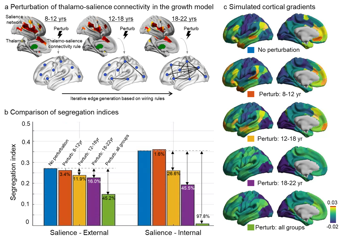 Figure 2. Perturbation of developmentally informed growth models. (a) A schematic illustrates the growth model based on thalamo-salience connectivity rules that change over the developmental age span. Four perturbation models were tested: perturbation applied to the 8-12 years age group, 12-16 years age group, 16-22 years age group, and all age groups, compared to a non-perturbation model. (b) The segregation indices (salience-external and salience-internal) were calculated for each growth model, with percentages indicating the difference compared to the no-perturbation model. (c) Cortical gradients extracted from the simulated affinity matrix of each growth model demonstrate the impact of these perturbations on brain connectivity development.
        