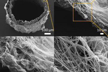 Bioengineered hybrid muscle fiber for regenerative medicine