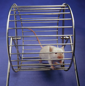 Magnetic manipulation of neurons in freely moving mice