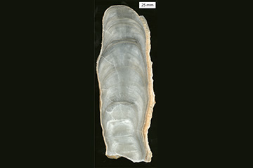 Cave deposits reveal Monsoon response to ice sheet meltwater in the North Atlantic