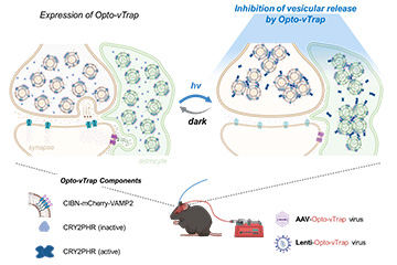 Scientists can control brain circuits, behavior, and emotion using light