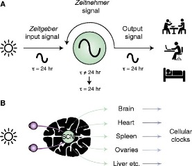Scientists discover how our circadian rhythm can be both strong and flexible