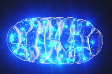 A new era of mitochondrial genome editing has begun