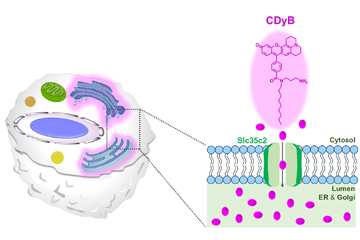 Lighting up the B cells