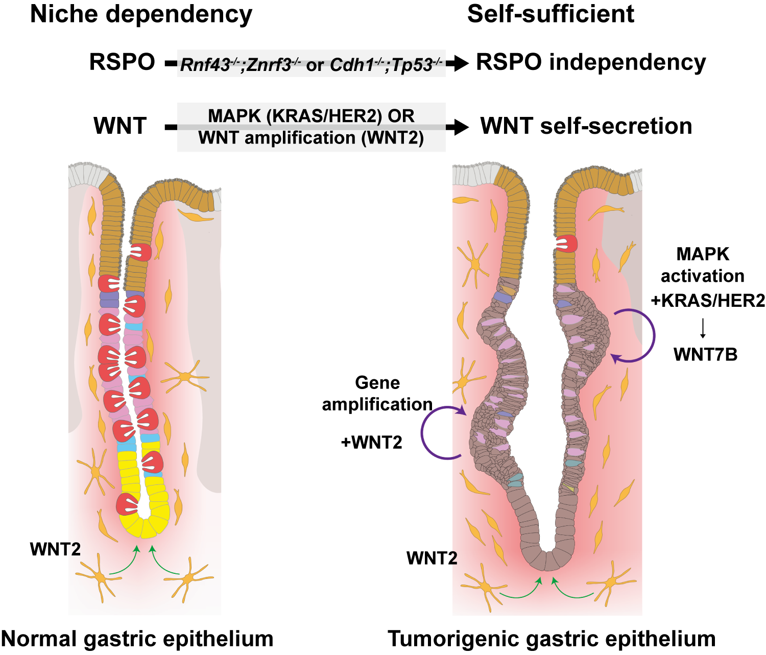 Researchers Discover How Stomach Cancer Learns to Grow on Its Own